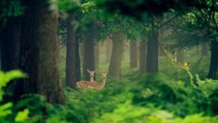 8首浪漫桃花诗词,三十六首经典桃花诗词