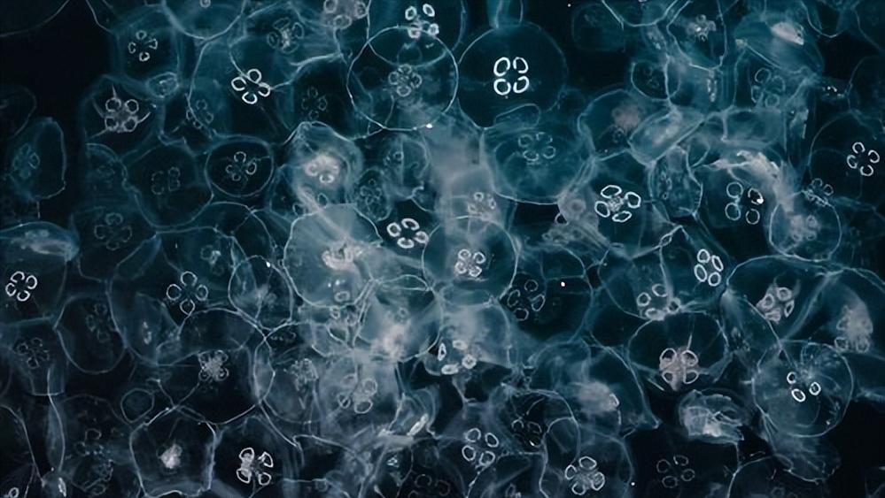 淡水会加剧土地盐碱化吗,淡水能导致盐碱化吗