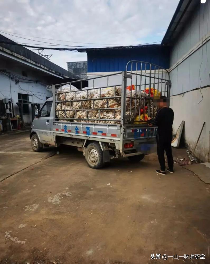 新会陈皮的产地有何特点,新会陈皮产区实地视频