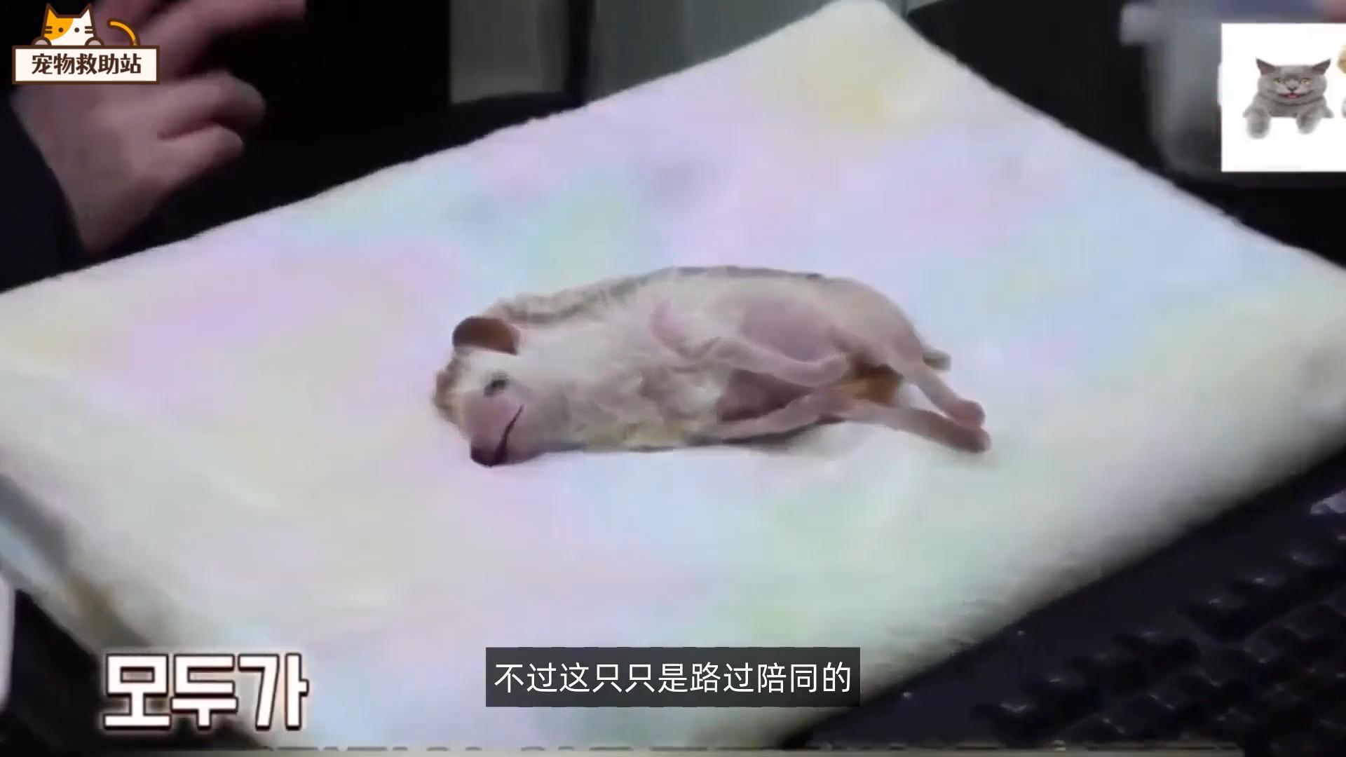 小刺猬生病,小刺猬生病了的视频