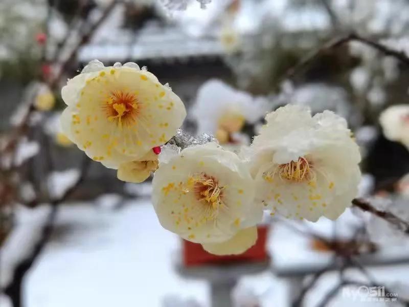 七绝咏梅诗,七绝咏梅古诗大全