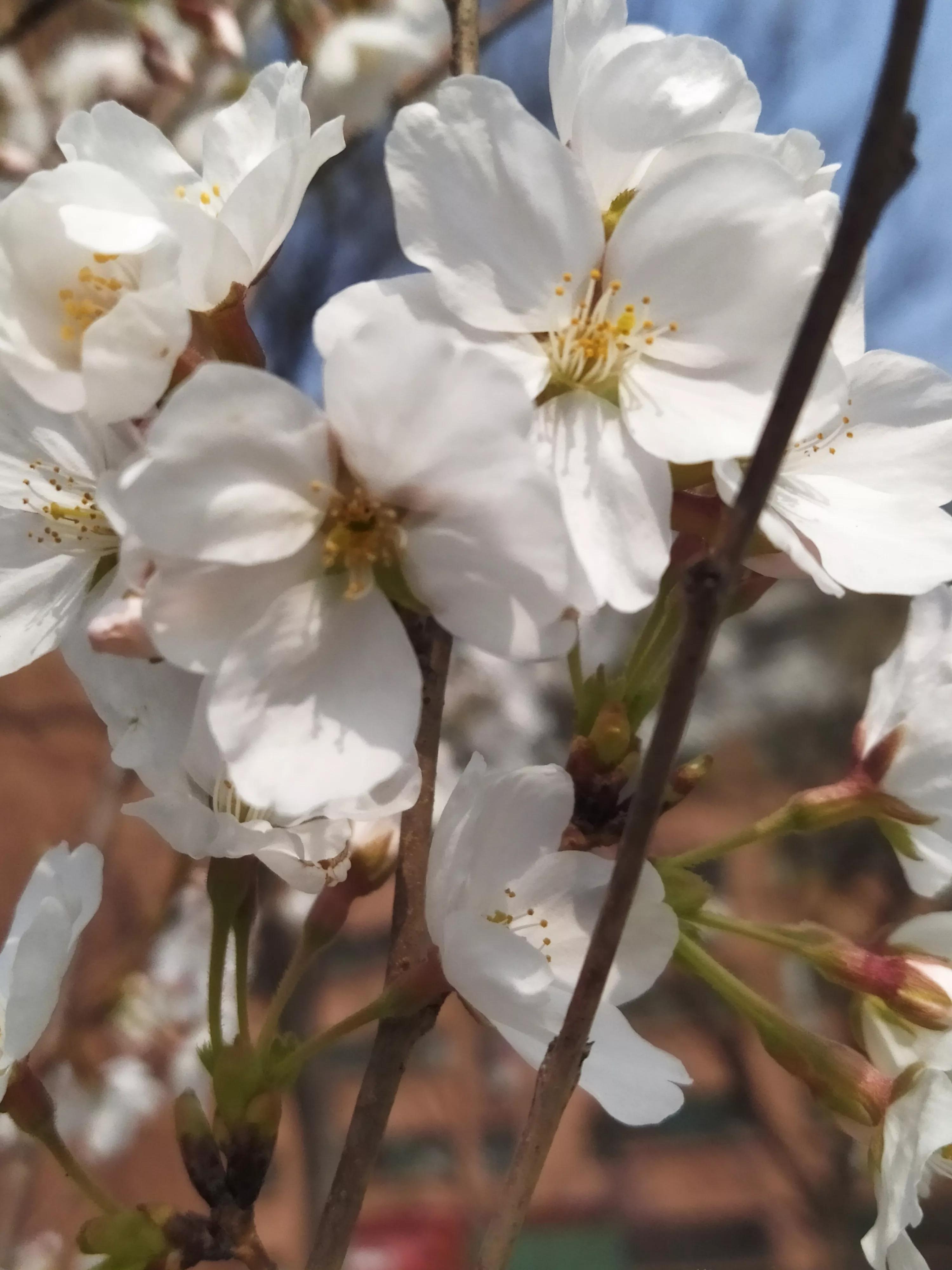 樱花烂漫的唯美句子,樱花烂漫