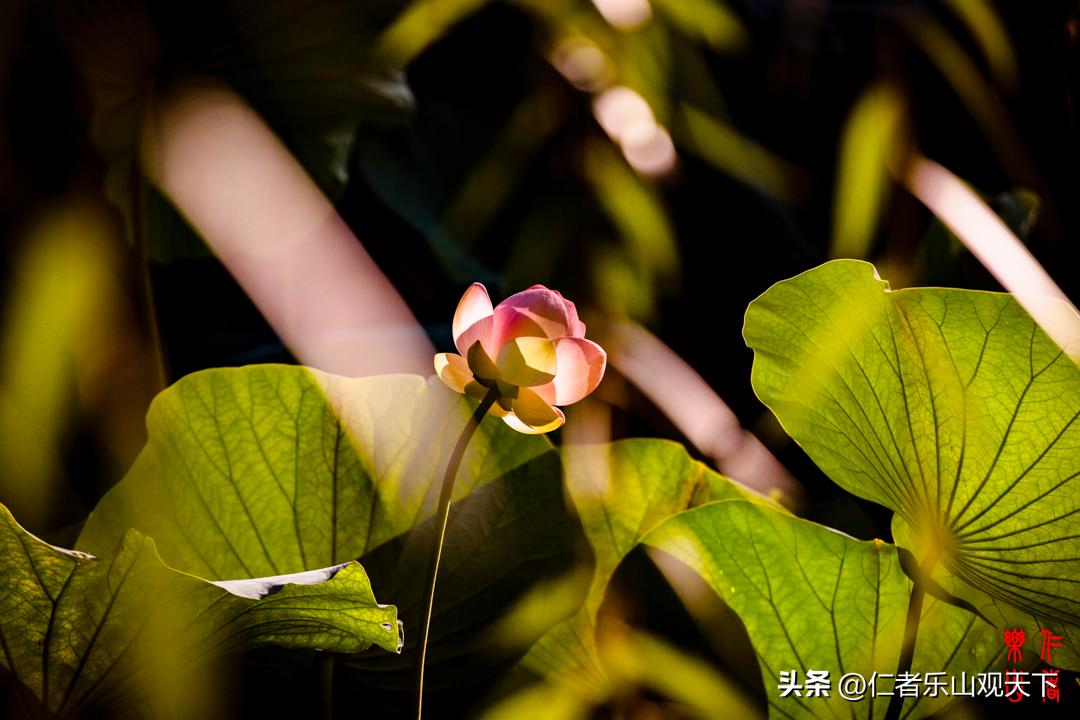 最后的摇曳——只为那绳命的回晃