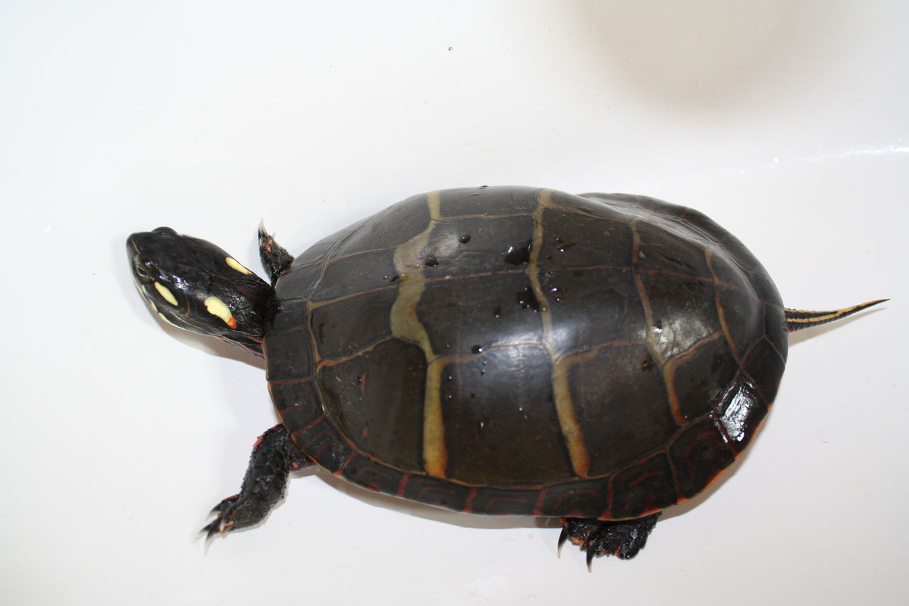 宠物乌龟饲养视频,宠物乌龟饲养方法