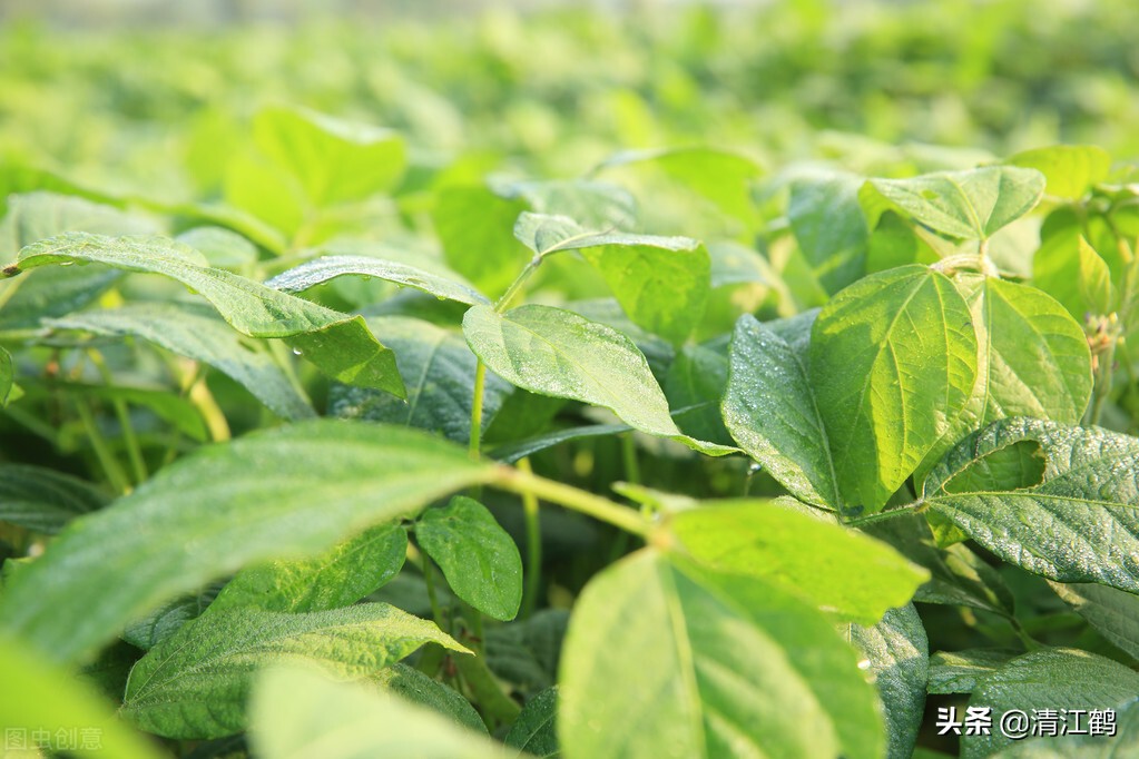豆类除草剂哪种最好使,豆类除草剂哪种最好最安全