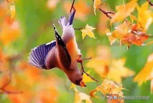 七绝鸟语,七绝飞鸟的诗词