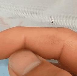 养猫有什么办法驱蚊子,养猫不可以用蚊香怎么驱蚊