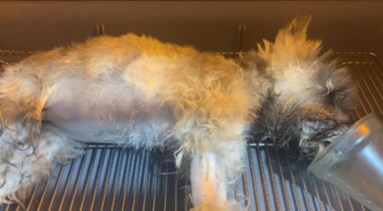 小狗趁主人不在家误食6颗布洛芬，狗主人：从吃到催吐不过2小时，幸好有一半白色颗粒没有消化