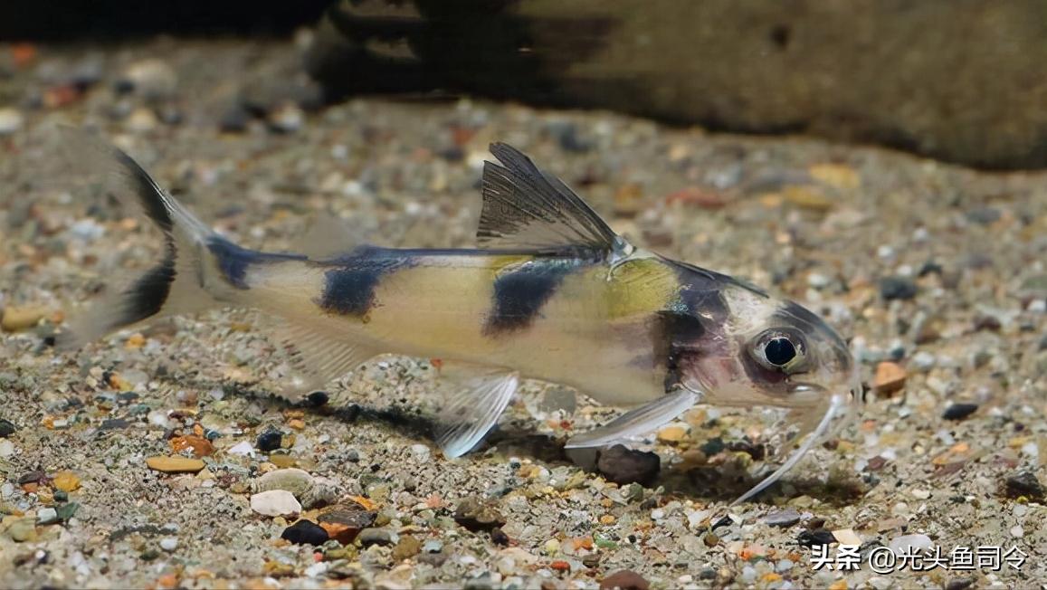 钓鱼钓到保护鱼种放了违法吗,钓鱼犯法的鱼类有哪些种类