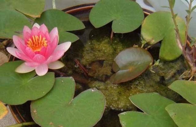 最好养的水里花,家养水生花