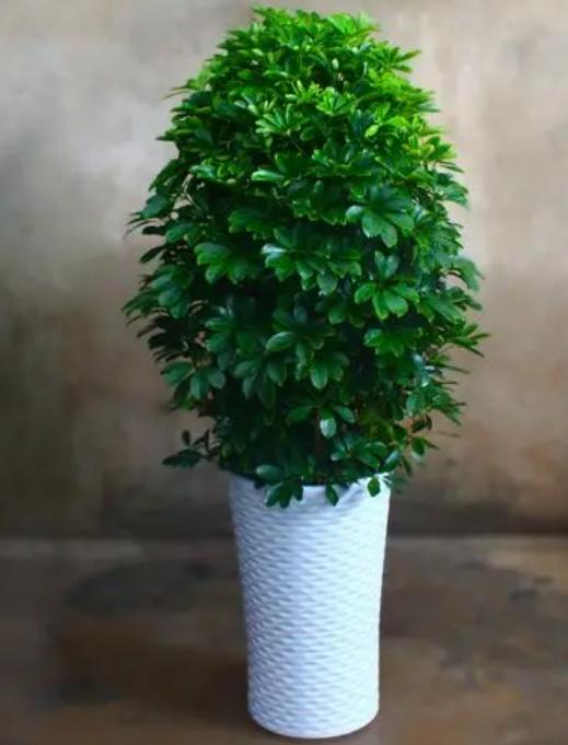 招财树该怎么养,招财树该如何养