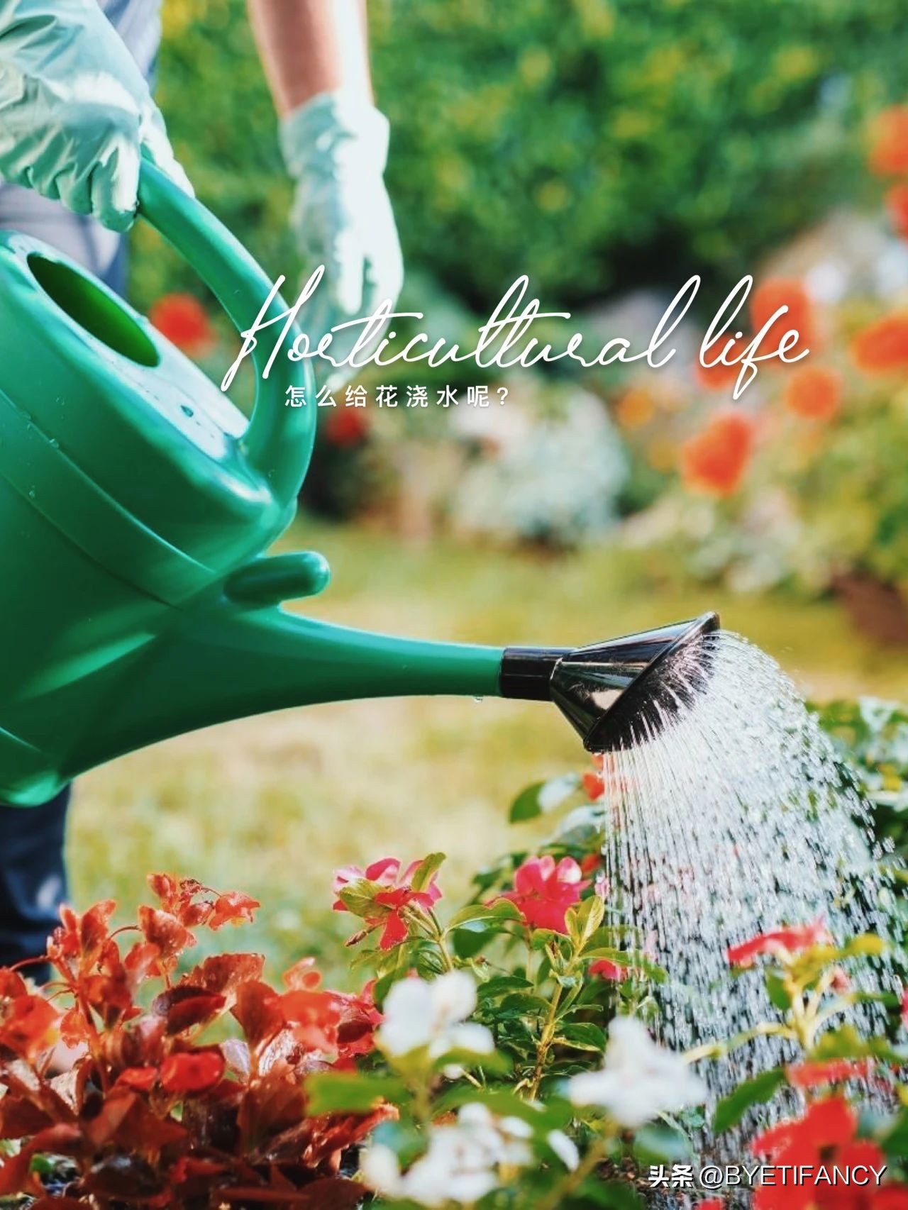 冬季怎样给花浇水,给花浇水的作用