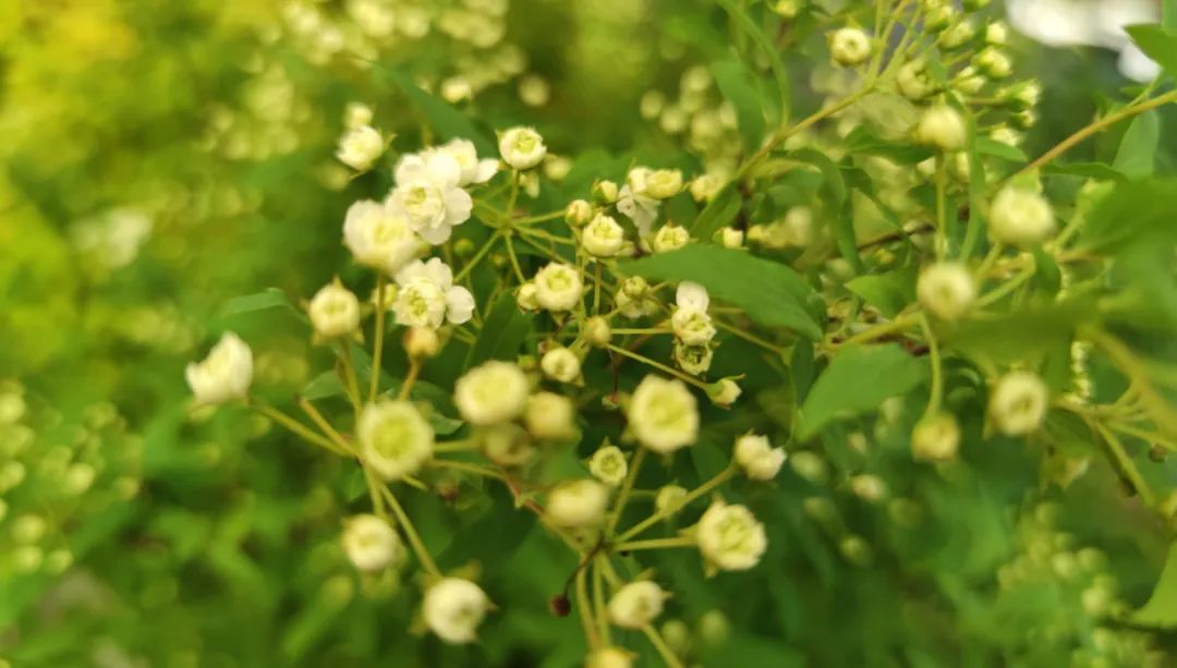 如何对付绿茶婊的技巧,怎么对付绿茶婊