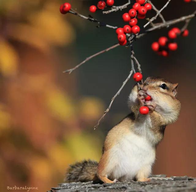 罕见绝美的小动物图片,罕见的动物有趣照片难得一见