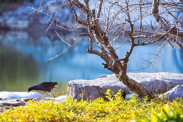 豫南一县城冒出“苏州园林”，盛世造园杰作入选中国园林精品范例