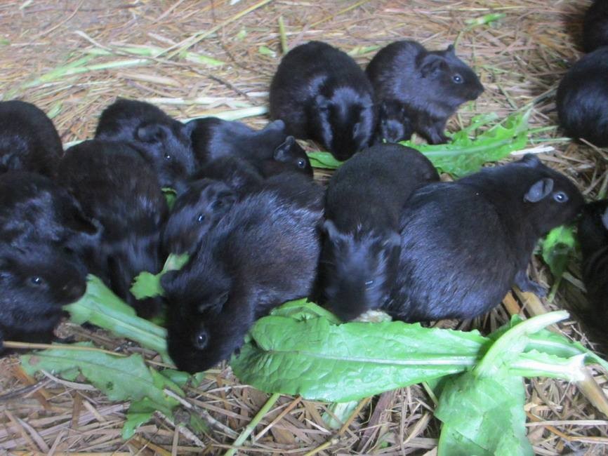 贵州茗阳养殖技术科技有限公司,贵州茗阳兔子养殖靠谱吗