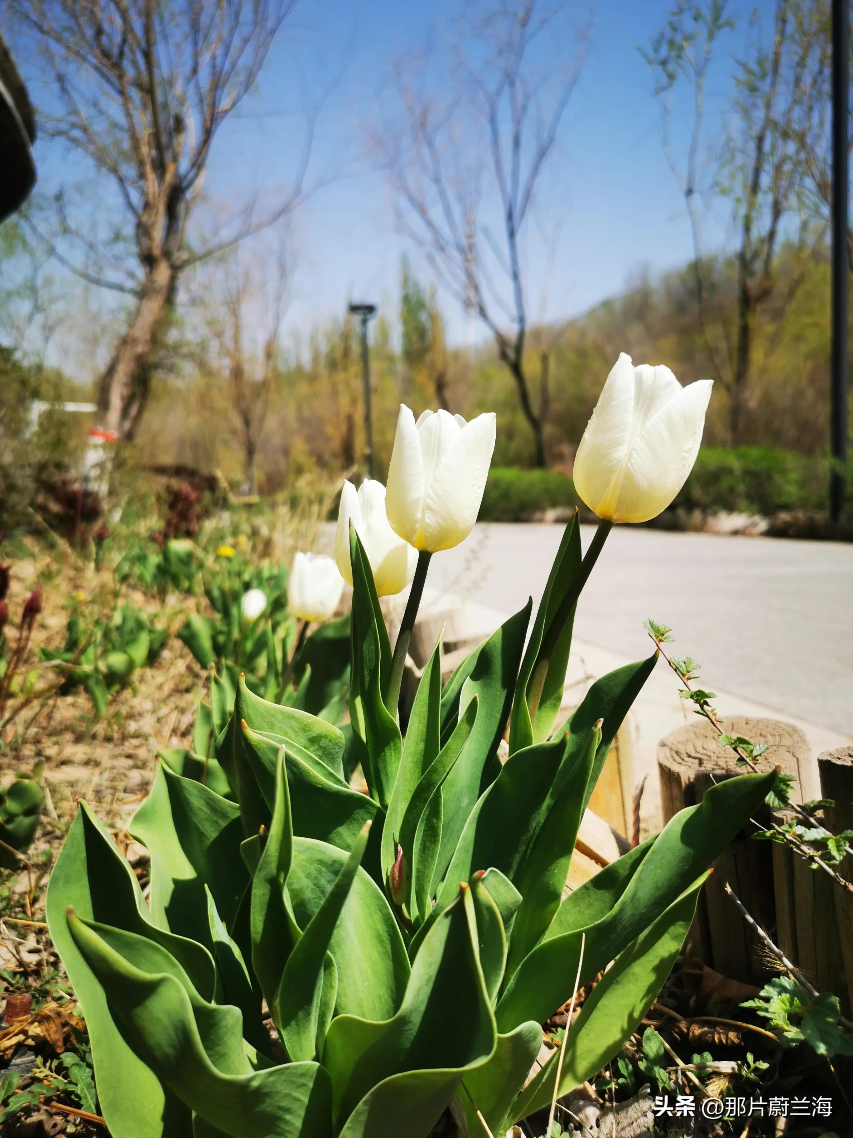 郁金香的花语最浪漫的,郁金香浪漫花语