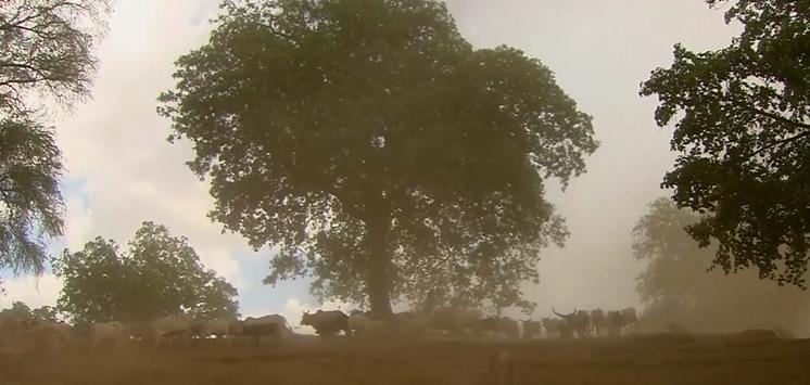 非洲原始部落的真实生活：女人想找对象，就要主动让男人鞭打