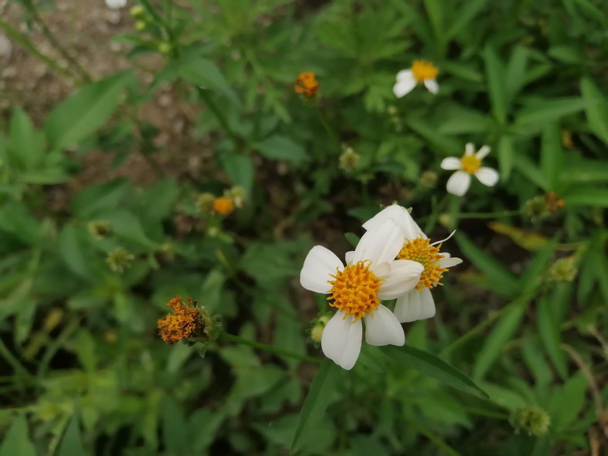 华为畅享50系列测评,新款华为畅享50测评