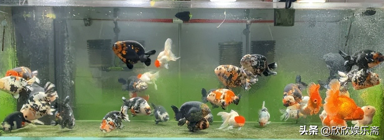 兰寿金鱼可以养在草缸吗,兰寿鱼缸开缸教程