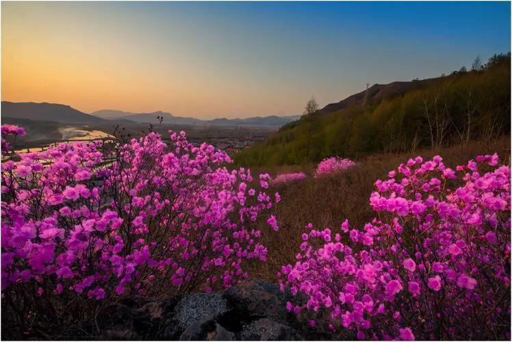 我想我妹妹,我想有一个妹妹