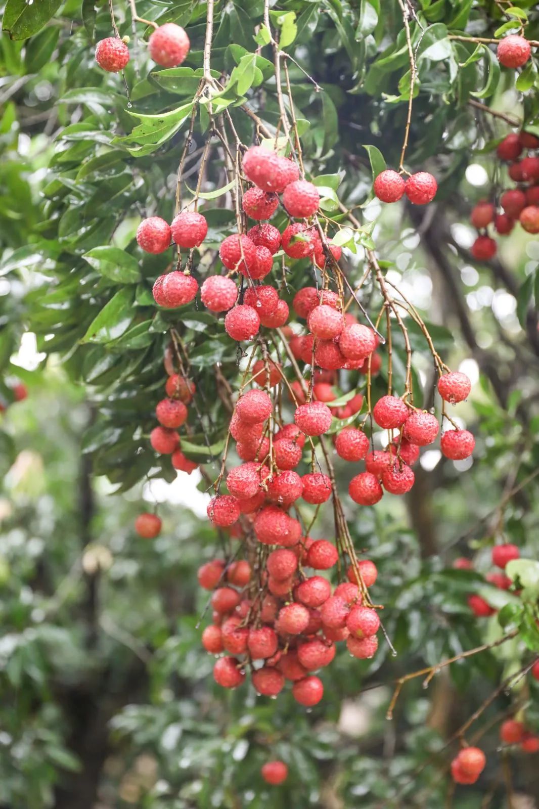 端午假期光明活动超精彩！音乐live、摘荔枝、包粽子……等你解锁！