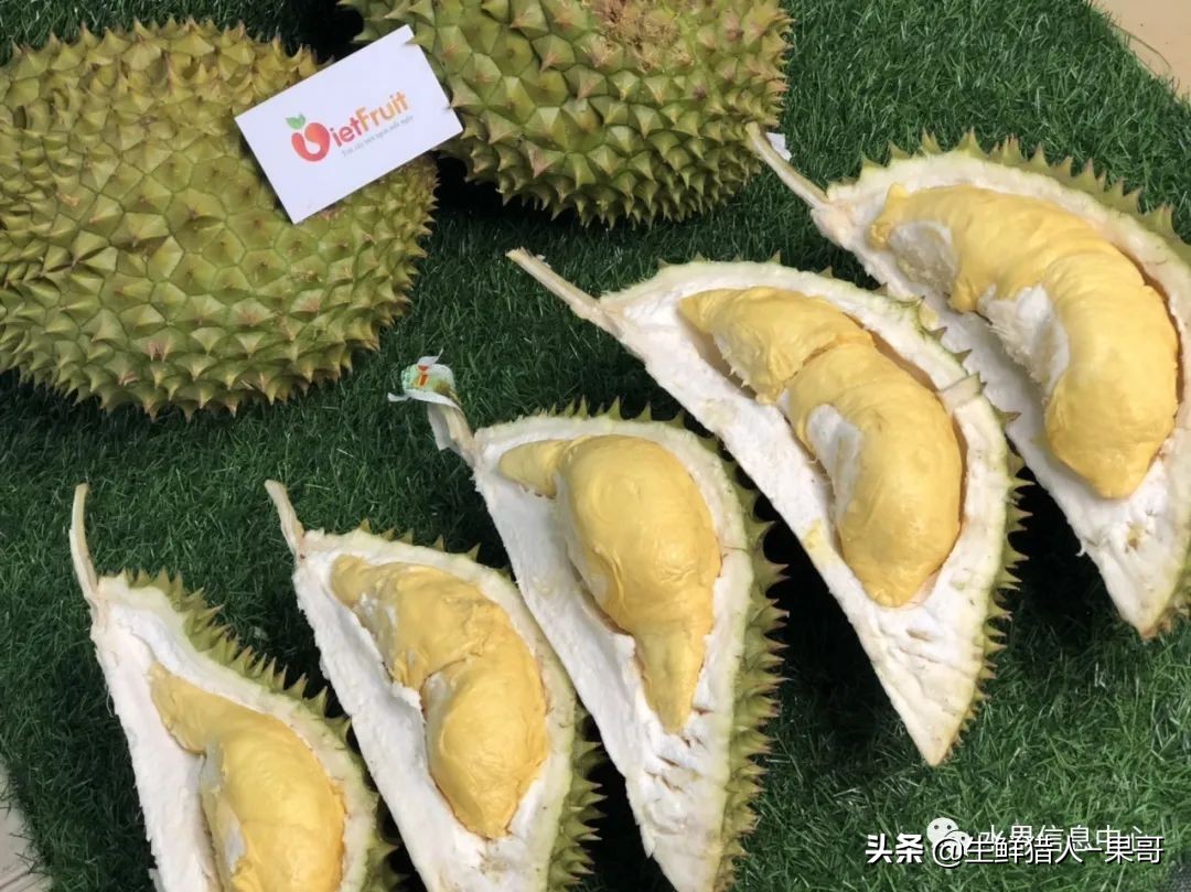 越南当地猫山王榴莲多少钱一斤,越南榴莲知识
