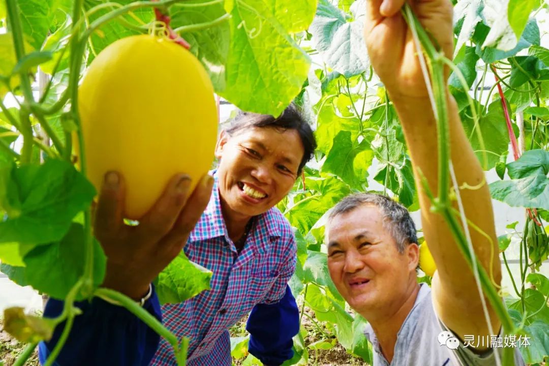 甜蜜产业促农增收,甜蜜产业致富模式