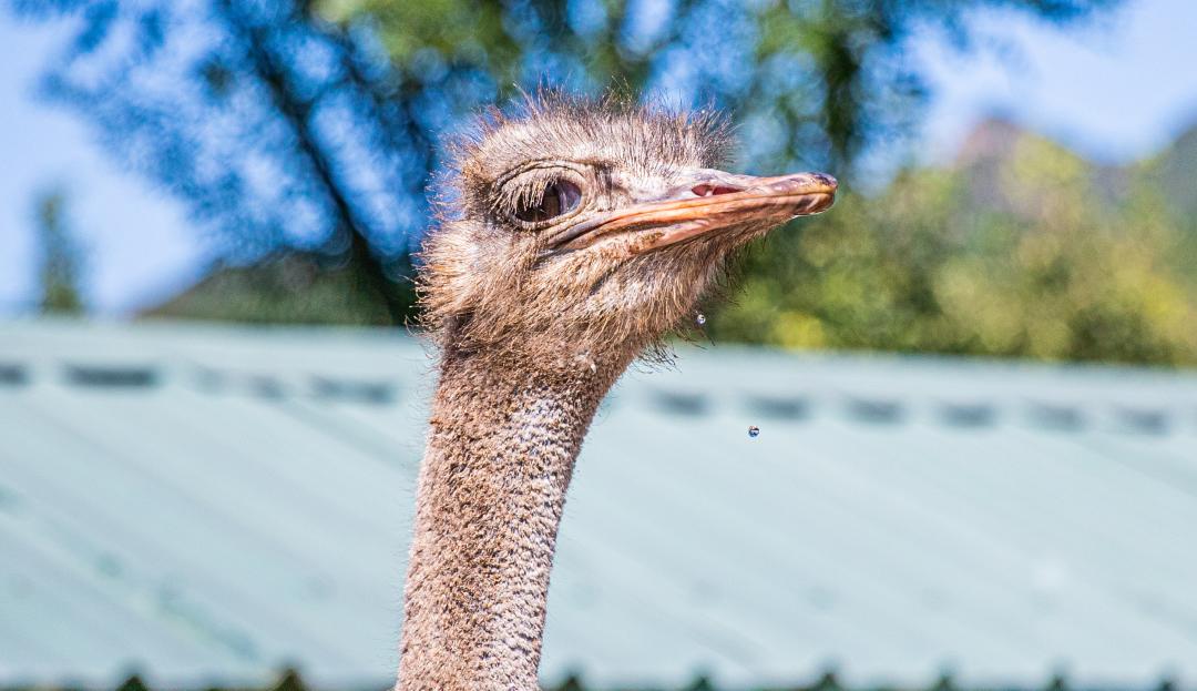 绿野仙踪乐园旅游攻略,北京绿野仙踪郊野乐园旅游攻略