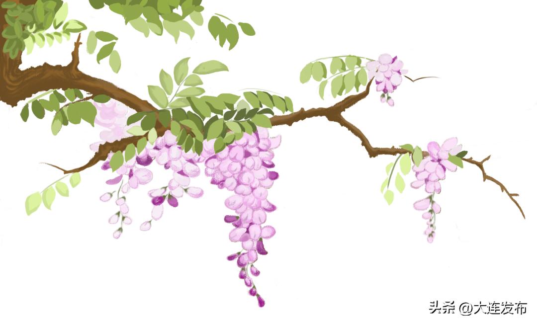 大连槐花香景区,大连槐花景区