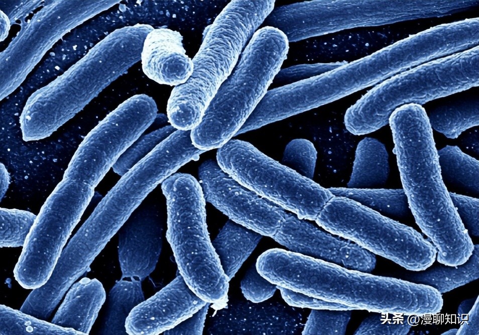 乳酸菌是一种还是一群细菌,乳酸菌是什么东西