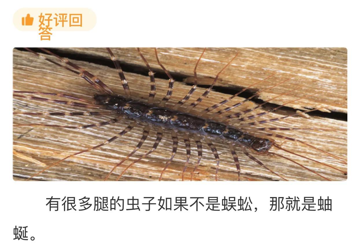 家里出现像蜈蚣一样的小虫子前兆,家里出现像蜈蚣的虫子