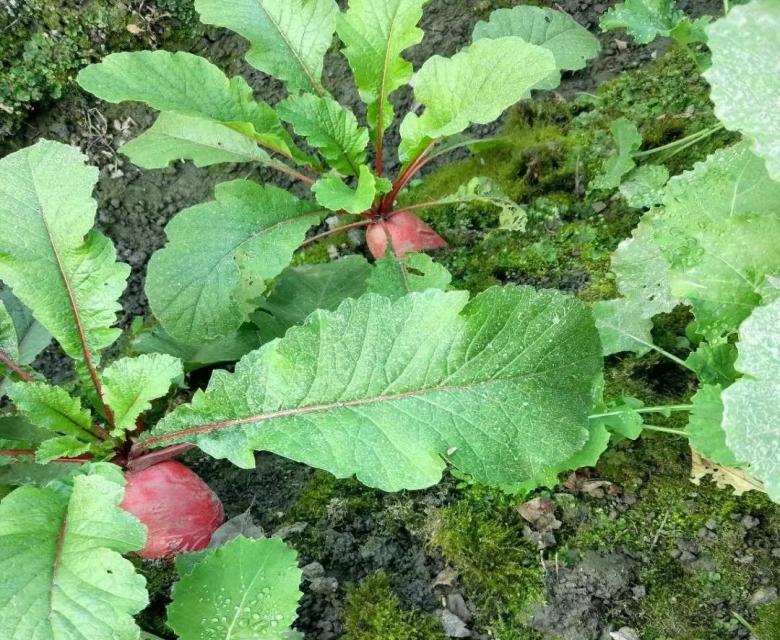 创新绵实丨聚焦新高考（三）：佳晴有新“课”，青衿自有“程”