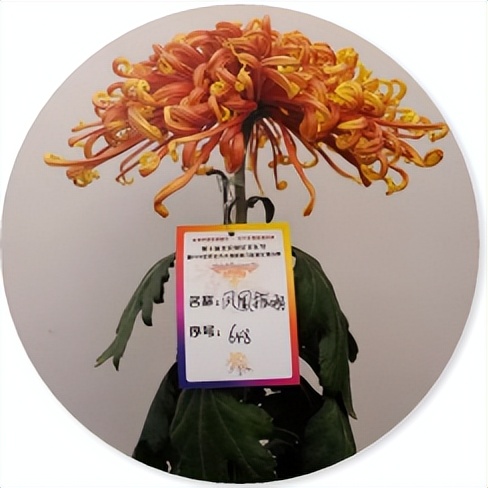 13个“菊王”，哪个才是你心目中的王者？