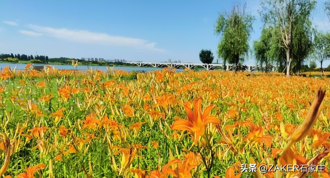 石家庄早新闻,早新闻完整内容