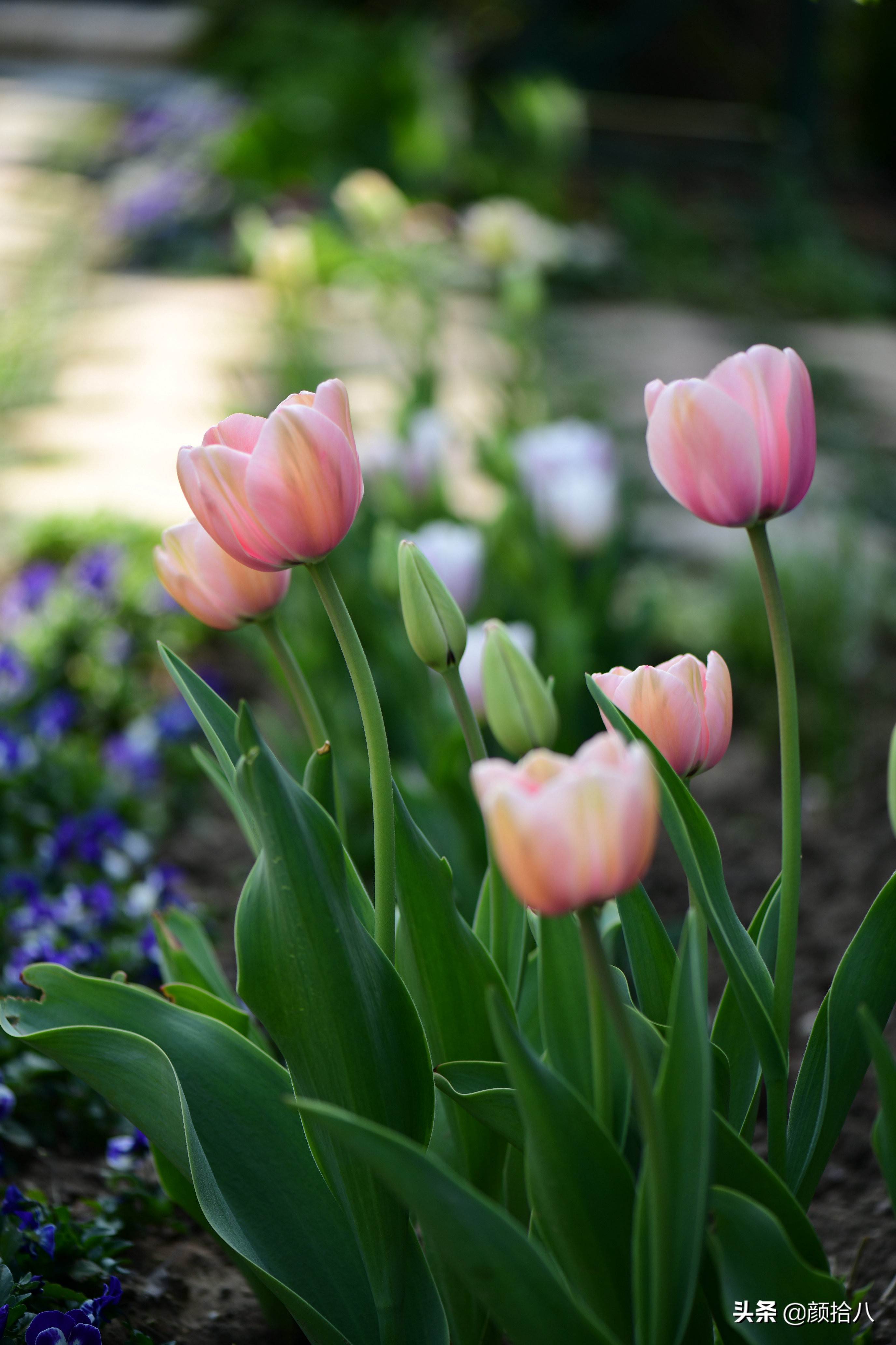 倏然而至的郁金香花季，第一波|园丁