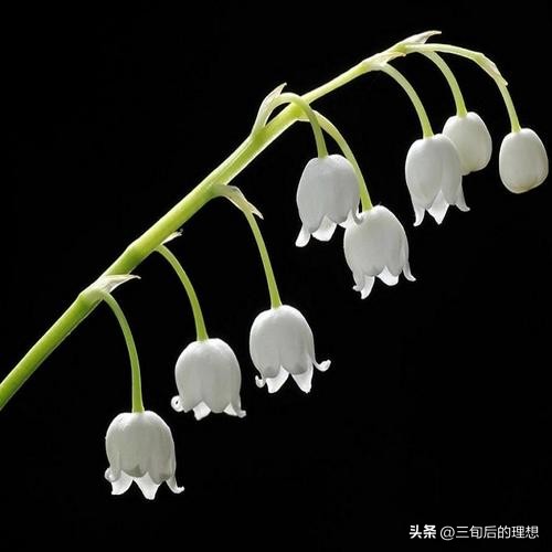 铃兰花的养殖方法视频教程,铃兰花该怎么养好看图片