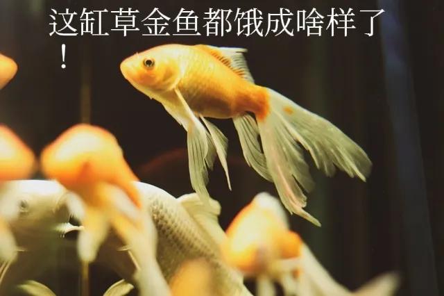 鱼缸里的鱼长期不喂会饿死吗,过年回家鱼缸的鱼会不会饿死