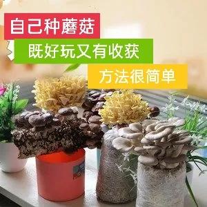 怎么在家用小材料种蘑菇,在家种蘑菇养蘑菇真有趣