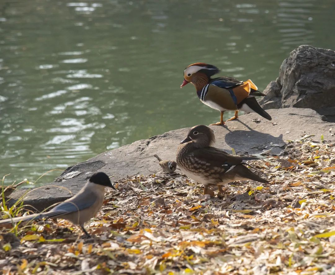 为啥乌鸦不敢招惹喜鹊,喜鹊凶猛