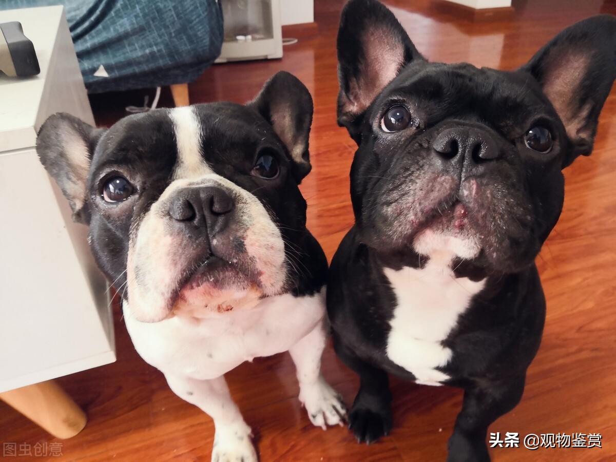 法斗法国斗牛犬属于什么档次的狗,法斗最漂亮的斗牛犬