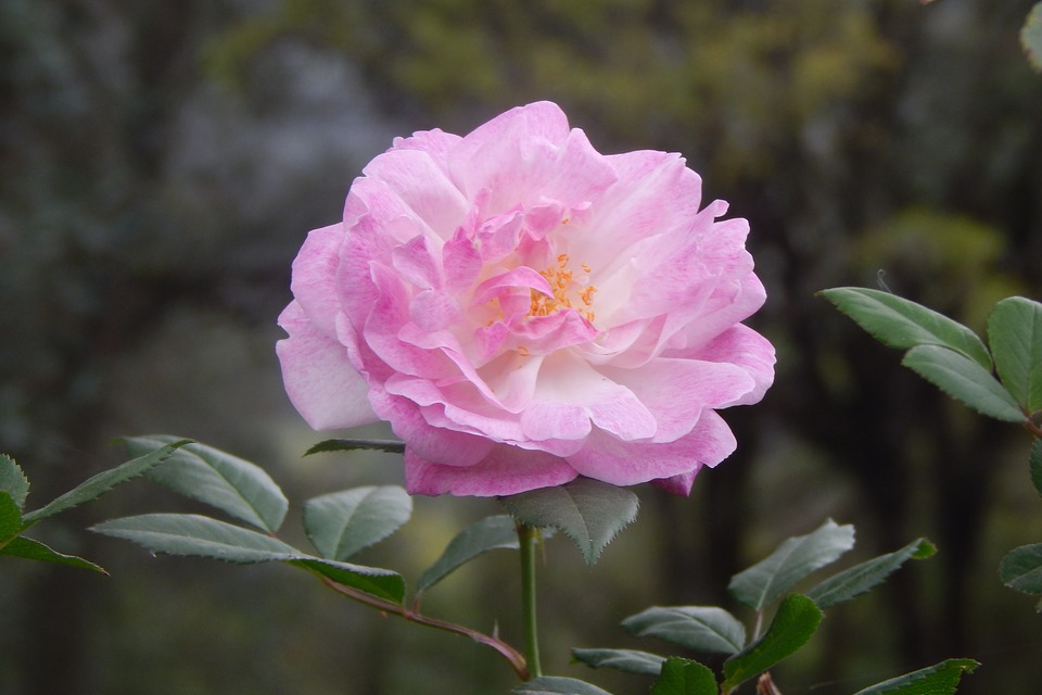 攻陷男人心的最佳方法,捕获男人心的秘诀