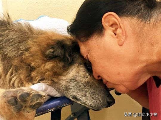 狗临终前会发出怎样的信号,狗临终前的十三句话