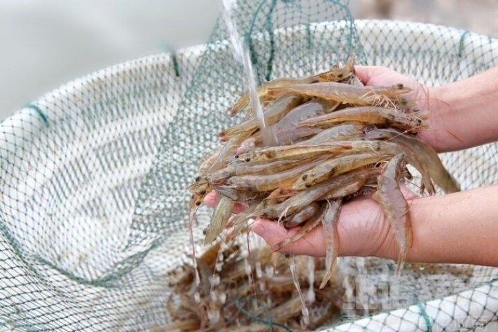 白对虾吃什么饲料,南美白对虾什么时候喂多大号的料