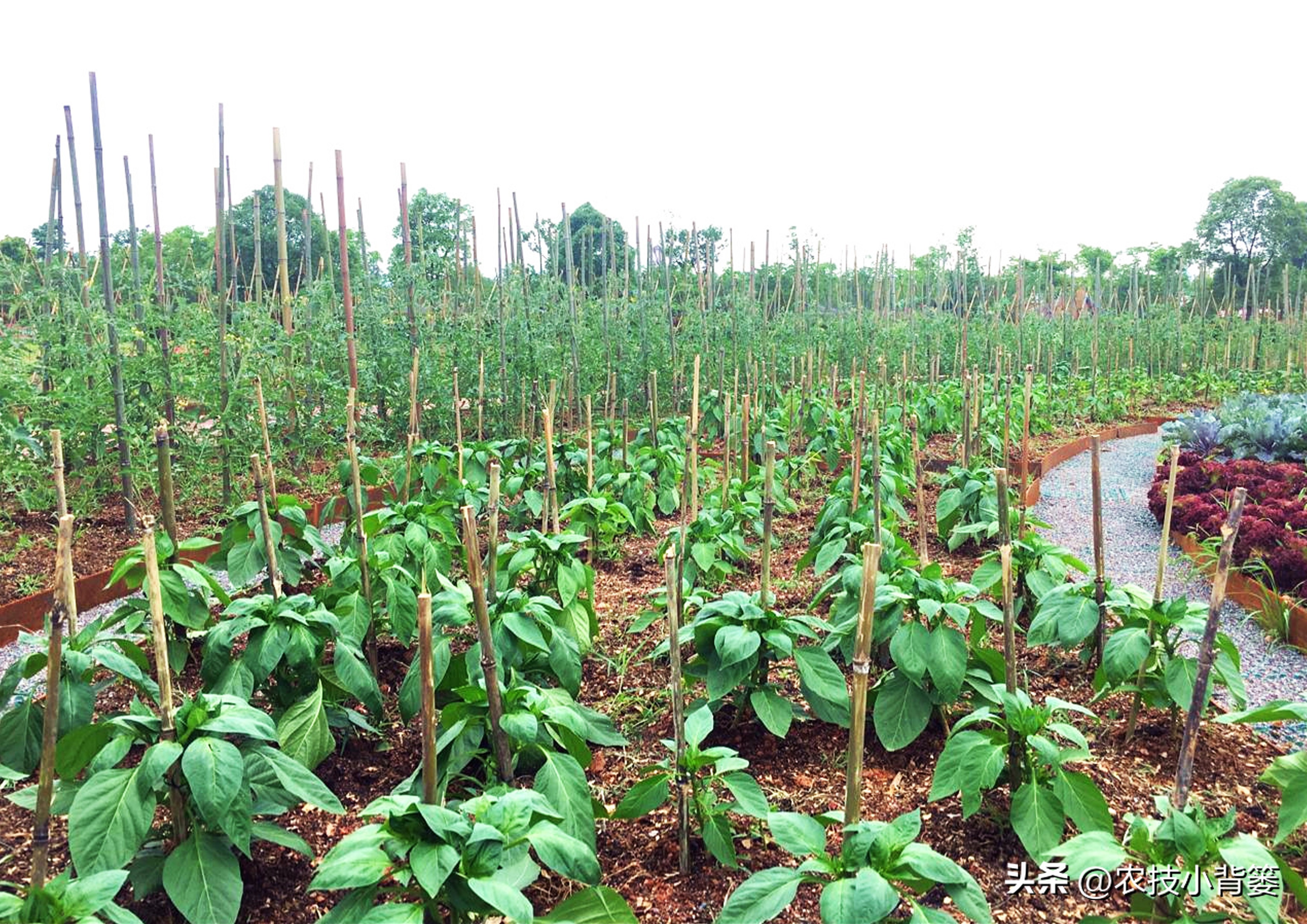 死苗烂根用什么菌肥,大葱重茬烂根防治办法最新