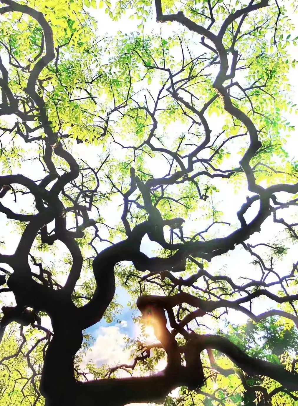 美丽的人民日报大院，我们温暖的家