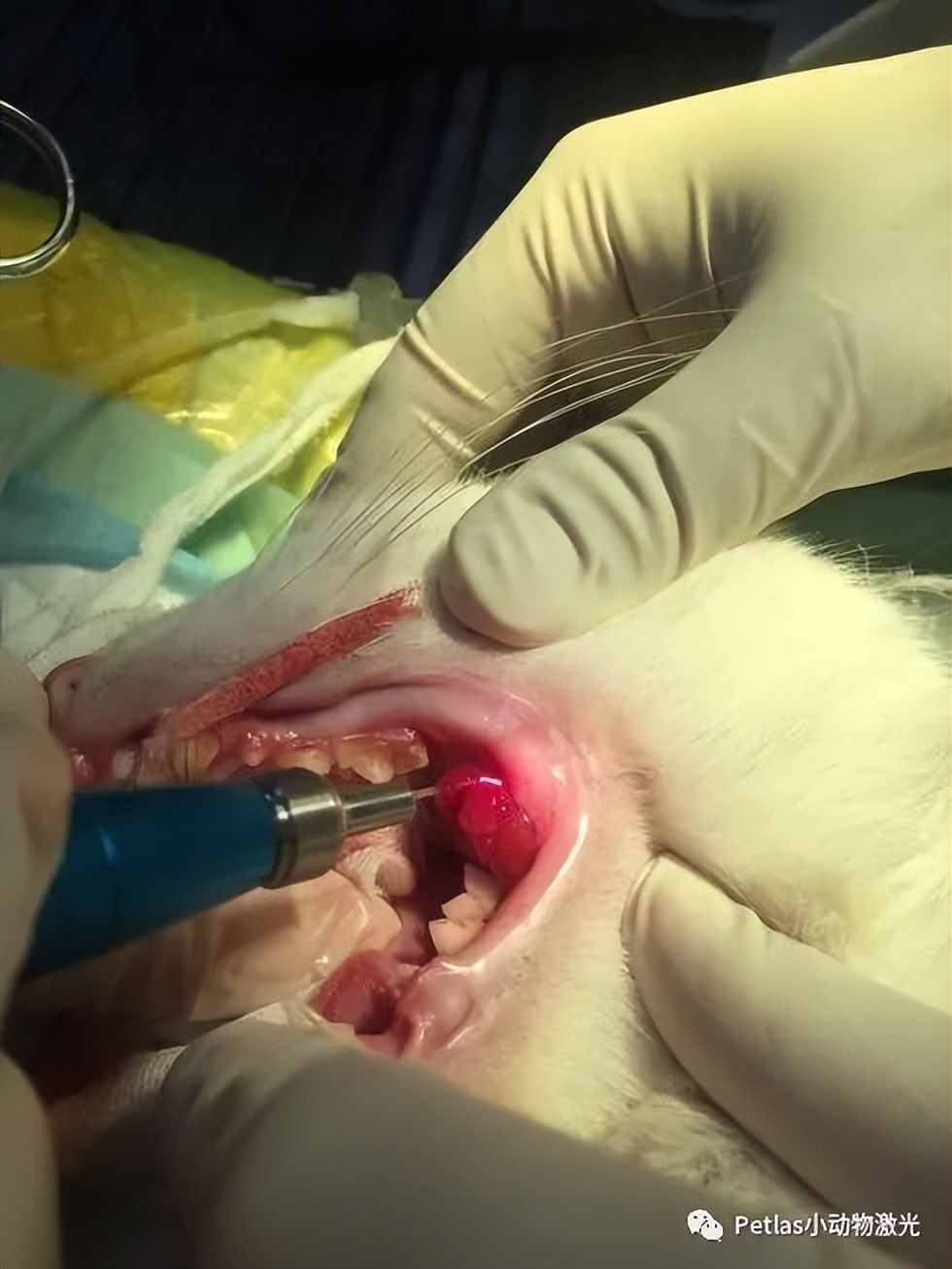 猫口炎激光治疗多少钱,猫口炎激光治疗