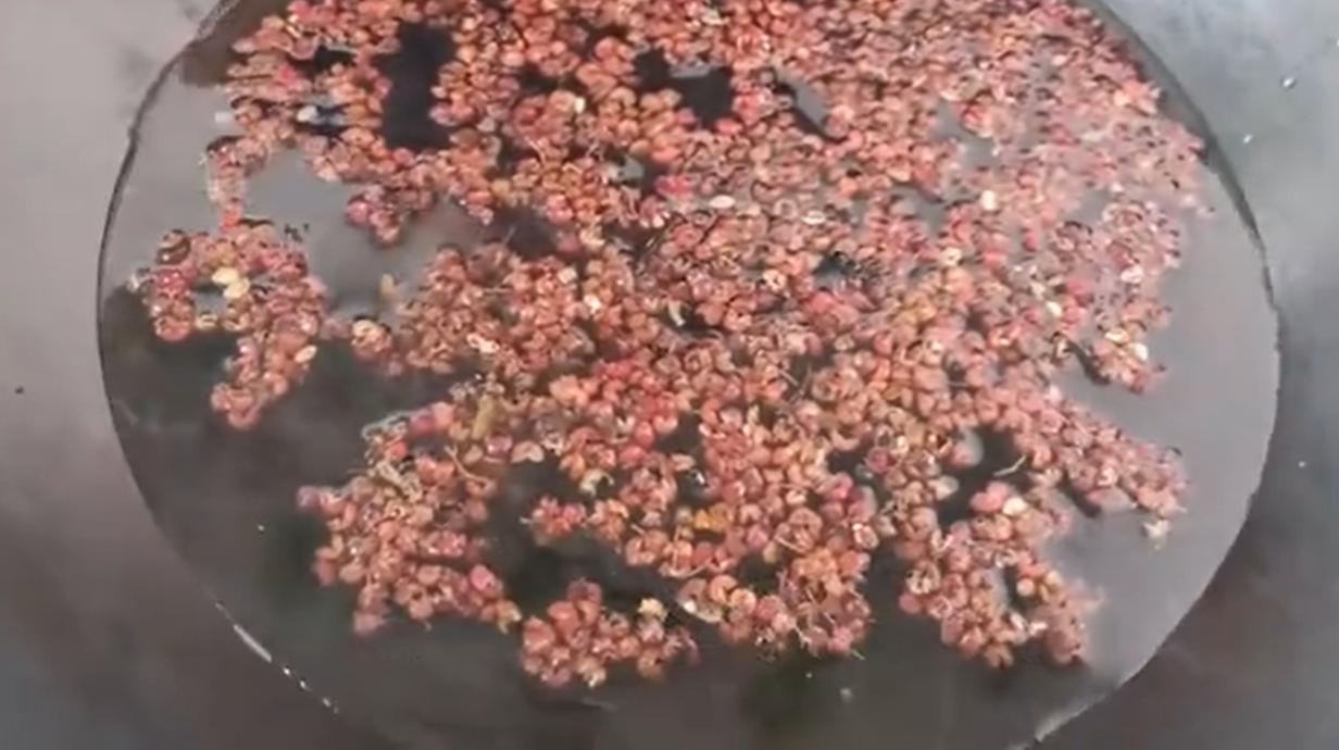 三菜品风味的起源花椒调味三剑客，花椒水、花椒面、花椒油（25）