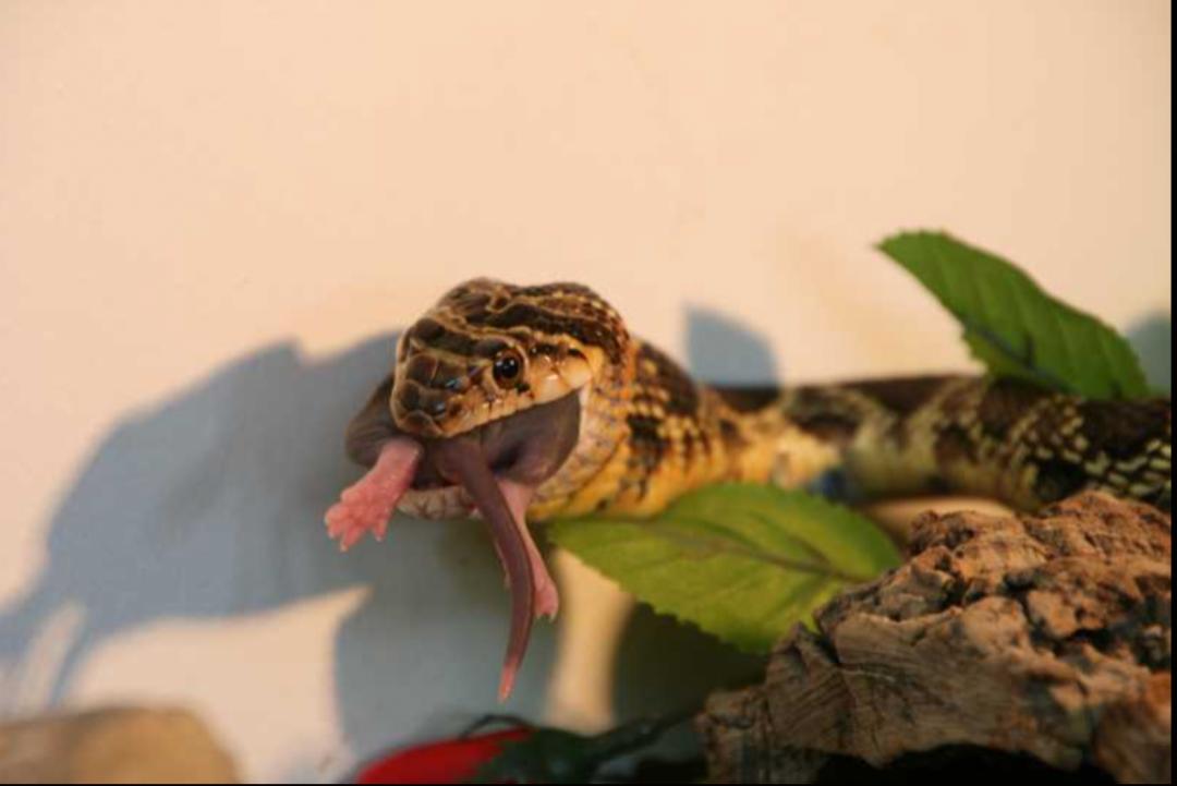 「原来欧洲有这么多种蛇？！」偷师卡塞尔的豢龙大师·下