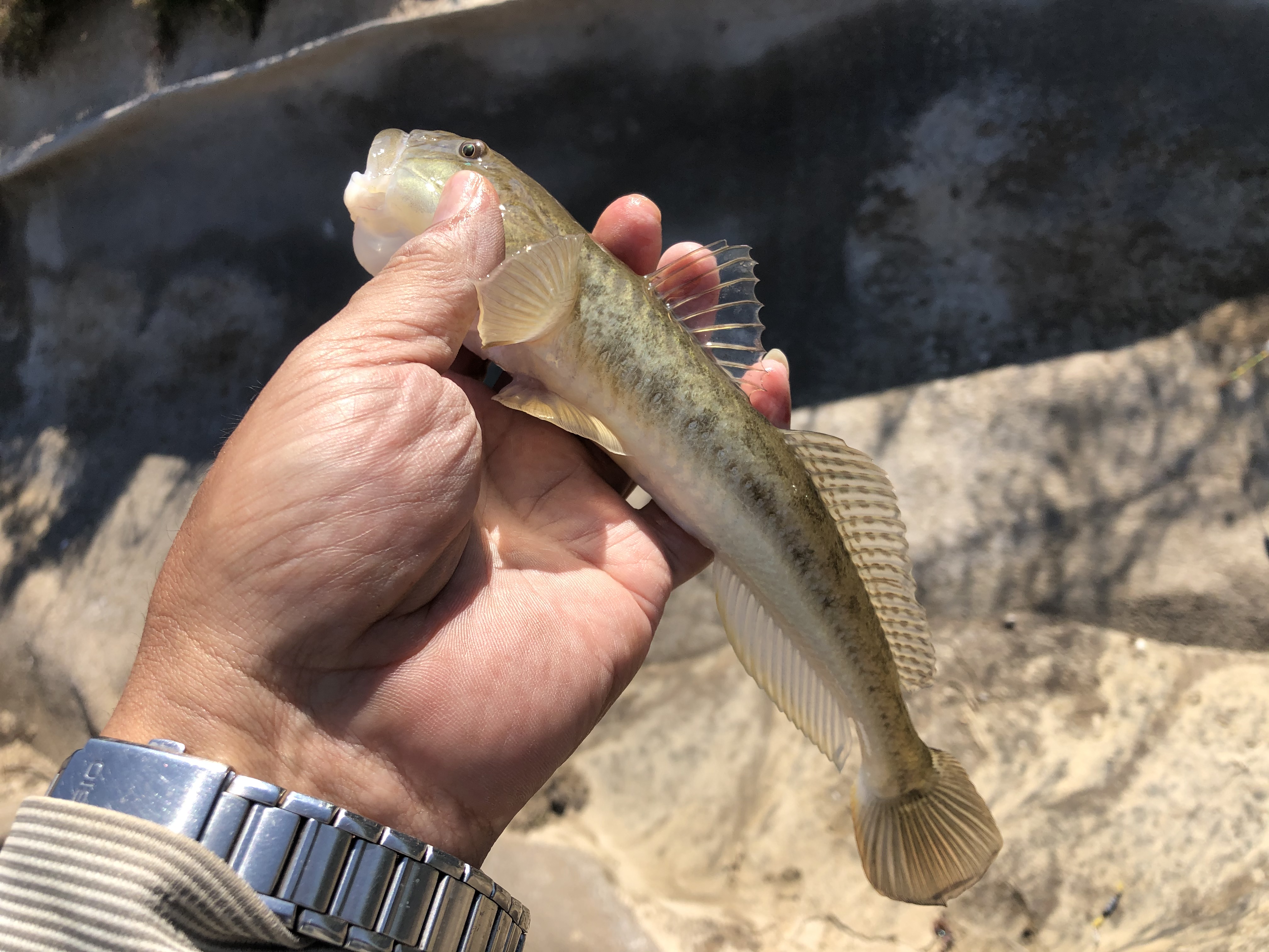 东北楞巴鱼怎么钓,楞巴鱼几月可以钓